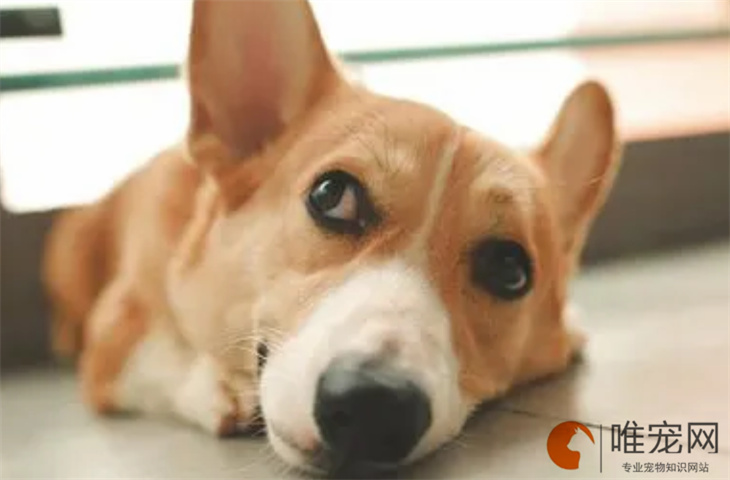 10个月的柯基犬可以配种吗 10个月的柯基犬可以配种吗