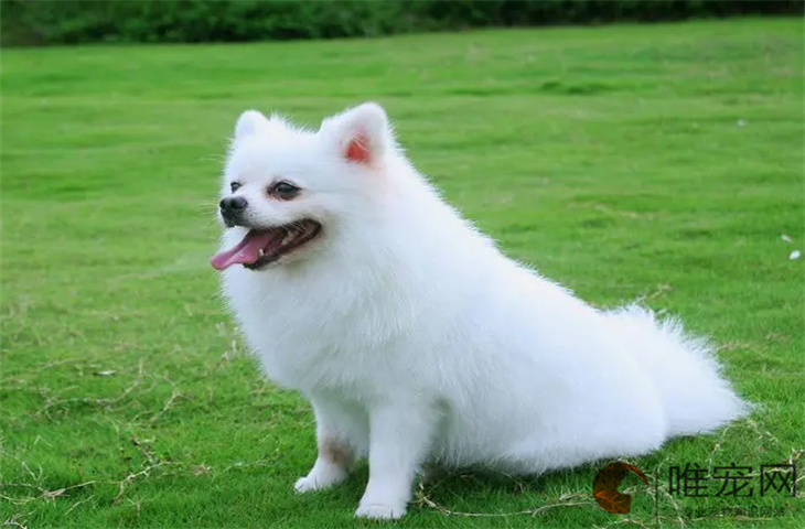 训练博美犬的基础动作有哪些 智商怎么样 训练博美犬的基础动作有哪些 智商怎么样