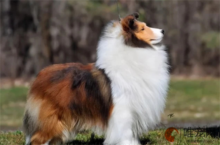 喜乐蒂牧羊犬配种后多久生宝宝 喜乐蒂牧羊犬配种后多久生宝宝