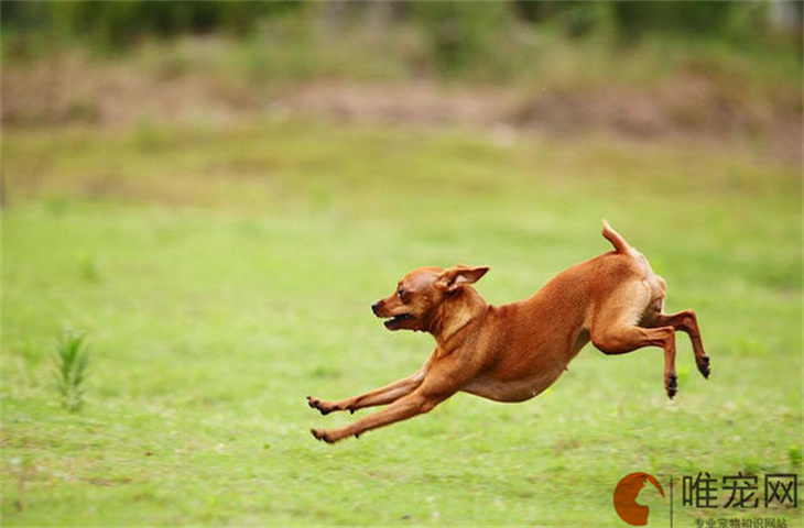 小鹿犬配种后多久生宝宝 一年能生几次 小鹿犬配种后多久生宝宝 一年能生几次