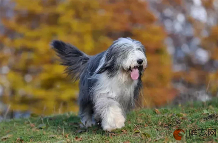 训练古代牧羊犬的基础动作有哪些 方法是怎样的 训练古代牧羊犬的基础动作有哪些 方法是怎样的