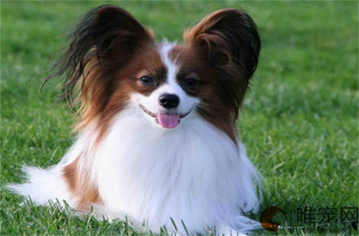 训练蝴蝶犬的基础动作有哪些 方法是怎样的 训练蝴蝶犬的基础动作有哪些 方法是怎样的