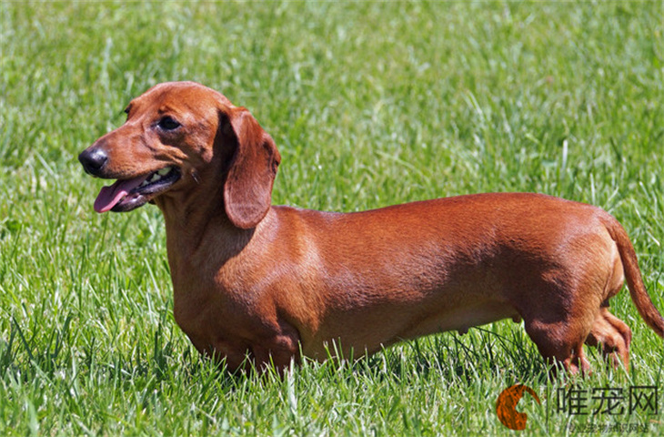 8个月的腊肠犬可以配种吗 8个月的腊肠犬可以配种吗