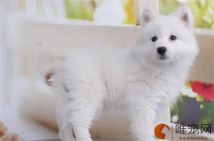 8个月的银狐犬可以配种吗 8个月的银狐犬可以配种吗