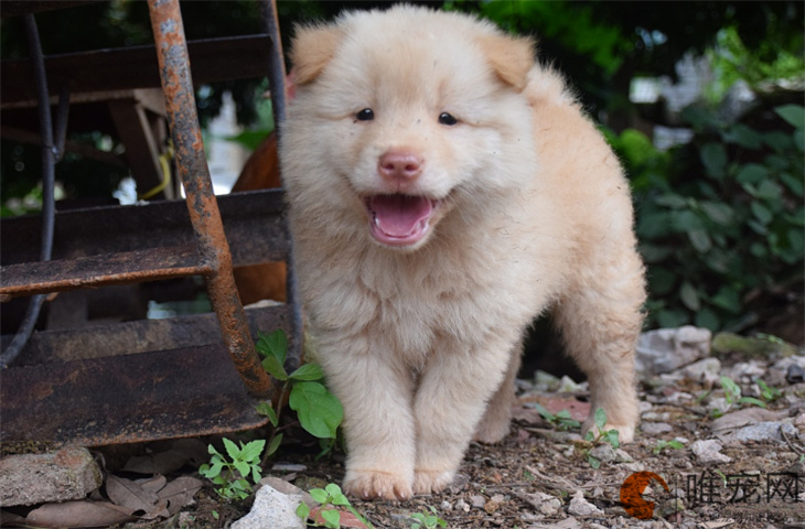 训练犬的基础动作有哪些 方法是怎样的 训练犬的基础动作有哪些 方法是怎样的