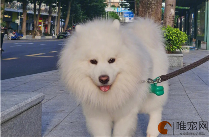 10个月的萨摩耶犬可以配种吗 10个月的萨摩耶犬可以配种吗