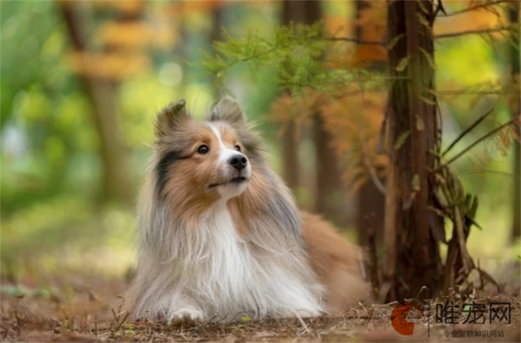 训练喜乐蒂牧羊犬的基础动作有哪些 方法是怎样的