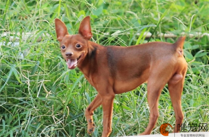 训练小鹿犬的基础动作有哪些 方法是怎样的