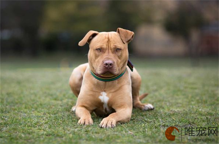 6个月的比特犬可以配种吗 6个月的比特犬可以配种吗