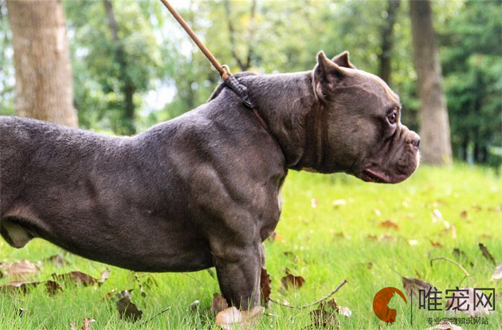 6个月的美国恶霸犬可以配种吗 6个月的美国恶霸犬可以配种吗