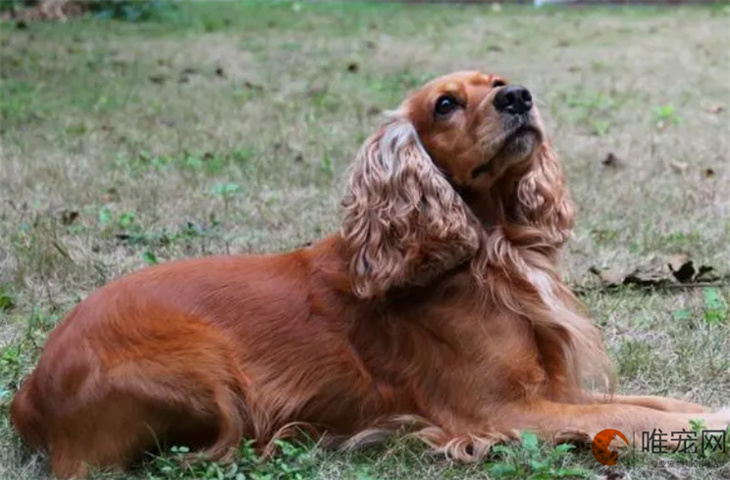 可卡犬狗独一无二的名字大全