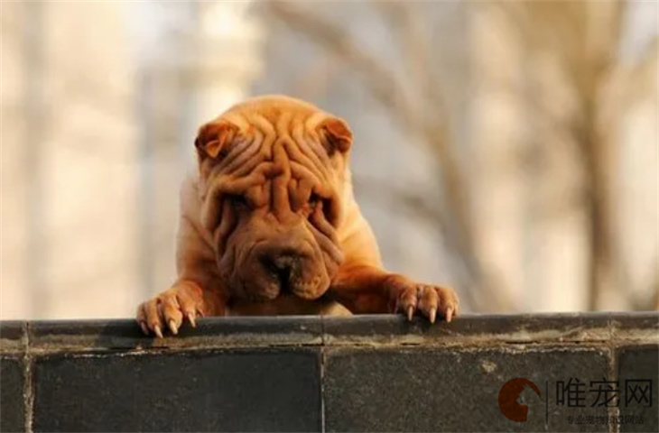 7个月的沙皮犬可以配种吗 7个月的沙皮犬可以配种吗