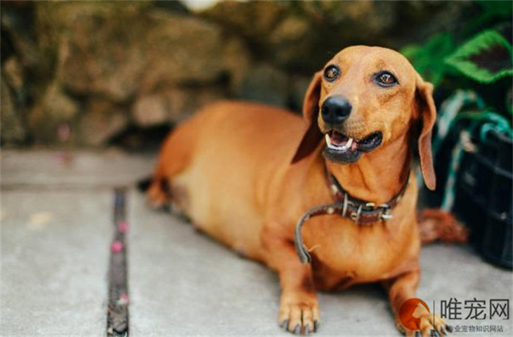 母腊肠犬好听顺口的名字有哪些 洋气点的怎么取