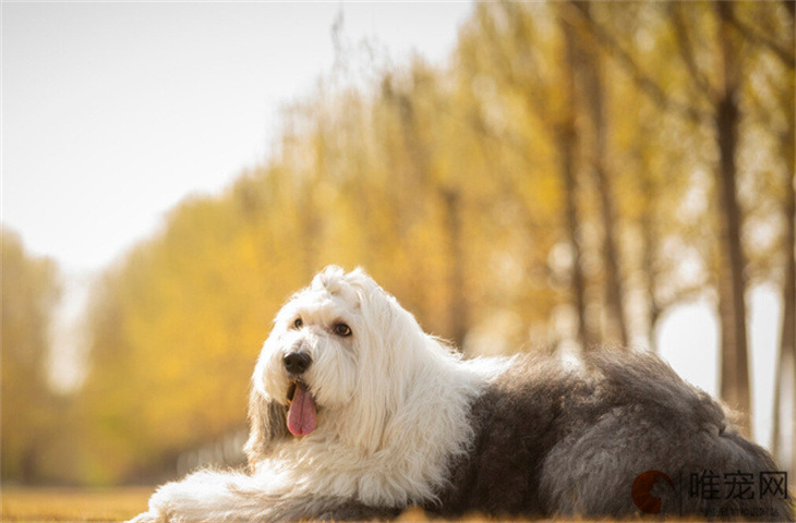 8个月的古代牧羊犬可以配种吗