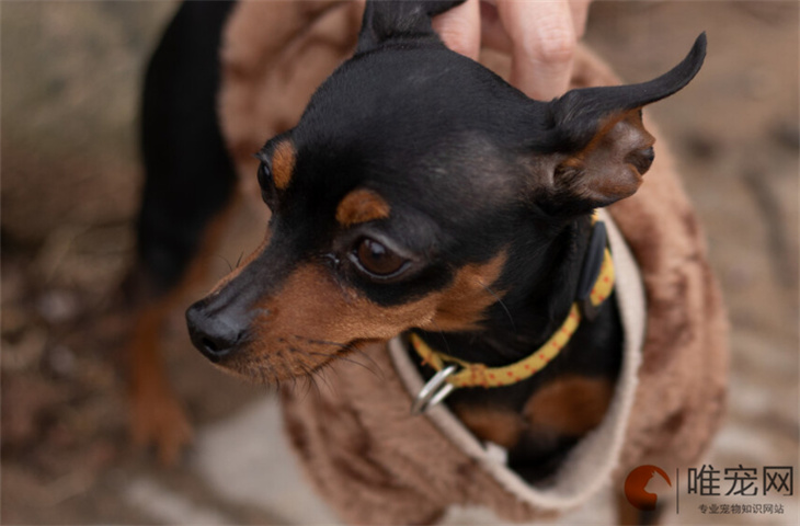 母小鹿犬好听顺口的名字有哪些 