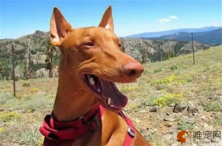 法老王猎犬1个月好养吗