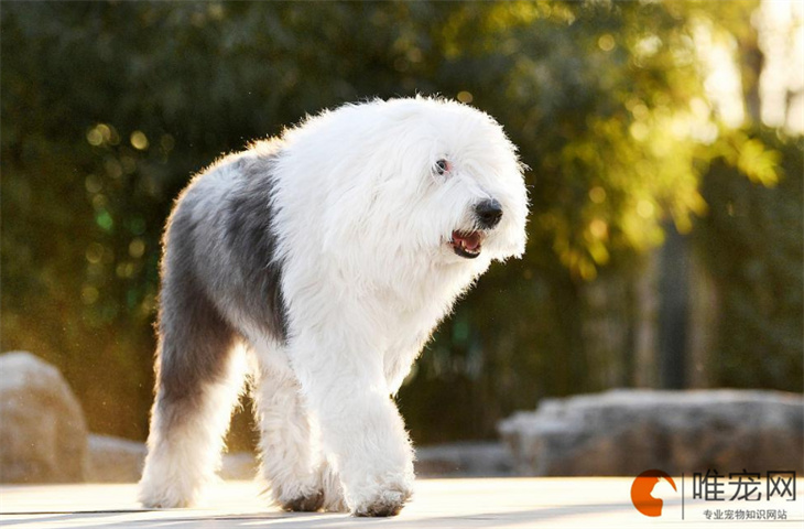 古代牧羊犬1个月好养吗