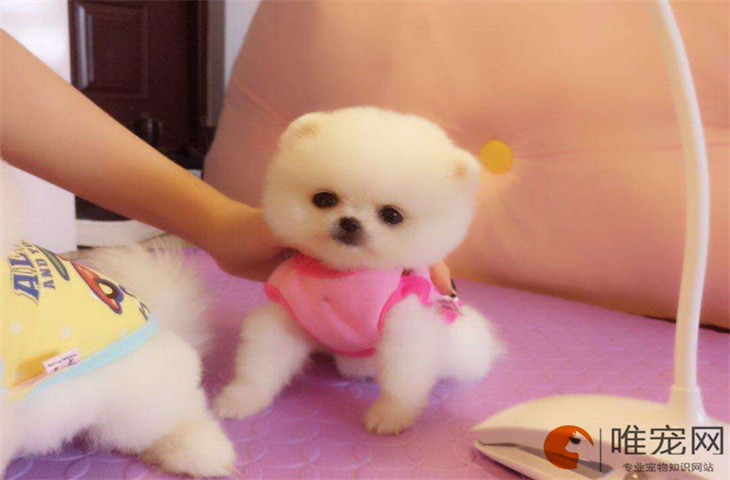 茶杯犬挑食怎么办 会饿死吗