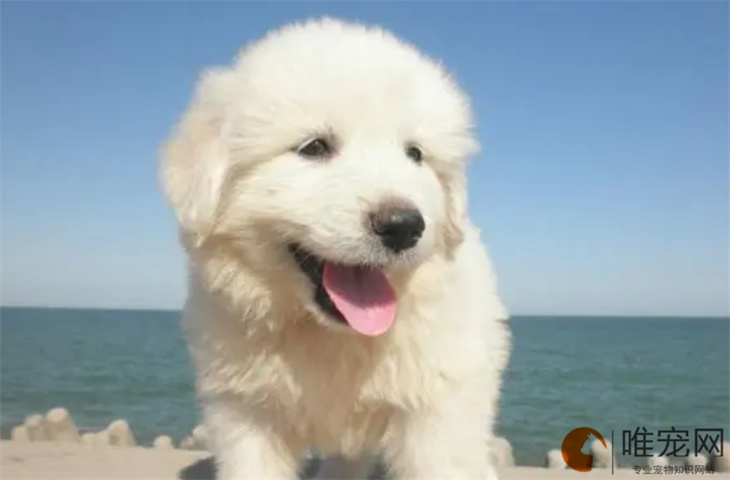 大白熊犬不想养了怎么办