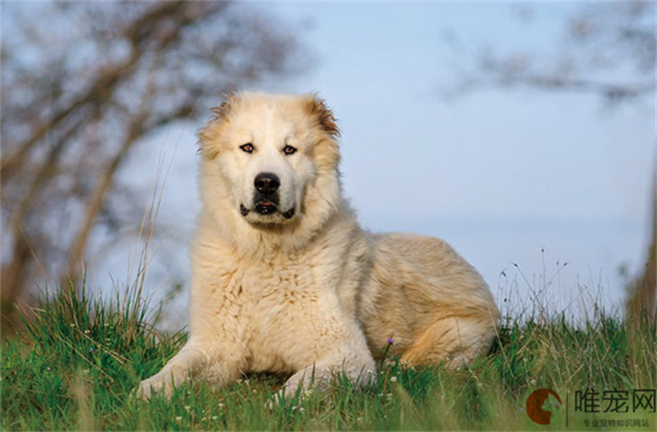 母中亚牧羊犬好听顺口的名字有哪些 洋气点的怎么取