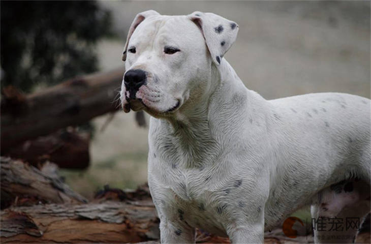 杜高犬挑食怎么办，如何改善