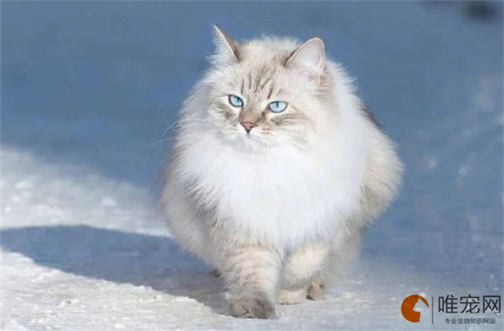 西伯利亚猫高雅洋气的名字大全，