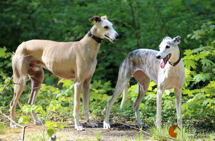 2个月的灵缇犬不吃食怎么办 什么原因