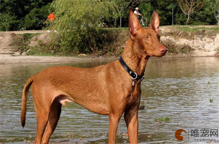 法老王猎犬挑食怎么办 如何改善