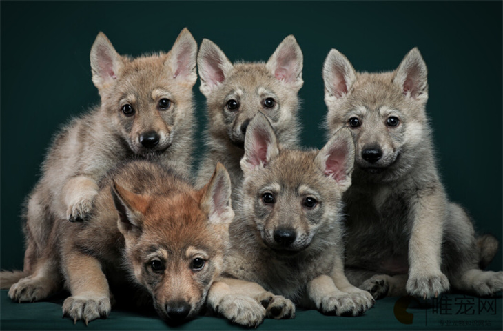 10个月的捷克狼犬可以配种吗