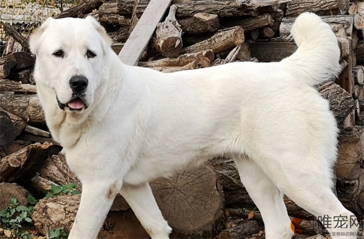 中亚牧羊犬最佳训练期是什么时候 怎么训 中亚牧羊犬最佳训练期是什么时候 怎么训