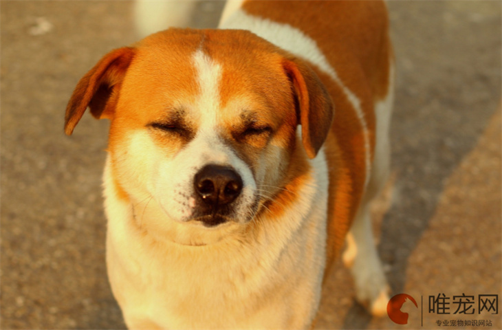 中華田園犬最佳訓練期是什么時候 怎么訓