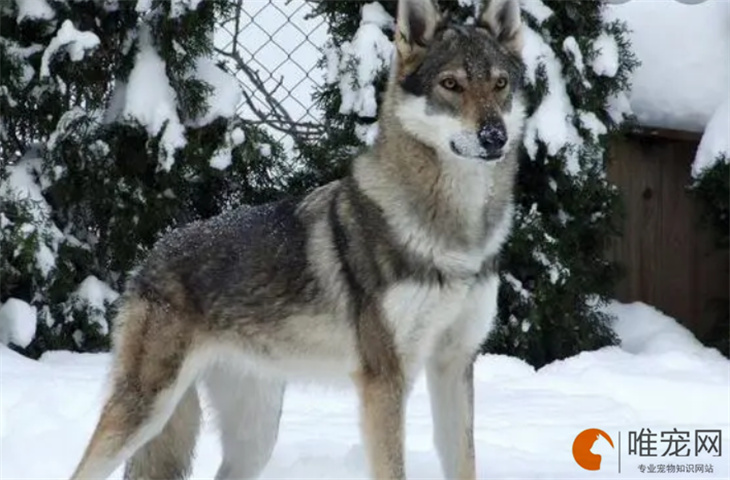 捷克狼犬几个月开始疯长 捷克狼犬几个月开始疯长
