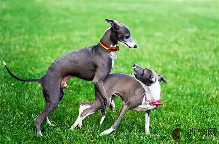 灵缇犬几个月开始疯长 灵缇犬几个月开始疯长
