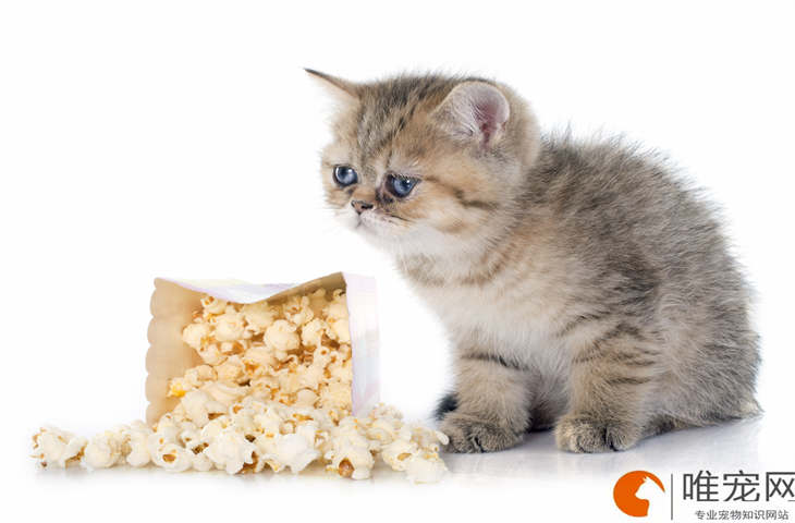 小奶猫粘人长大还会吗 一生只认一个主人吗 小奶猫粘人长大还会吗 一生只认一个主人吗