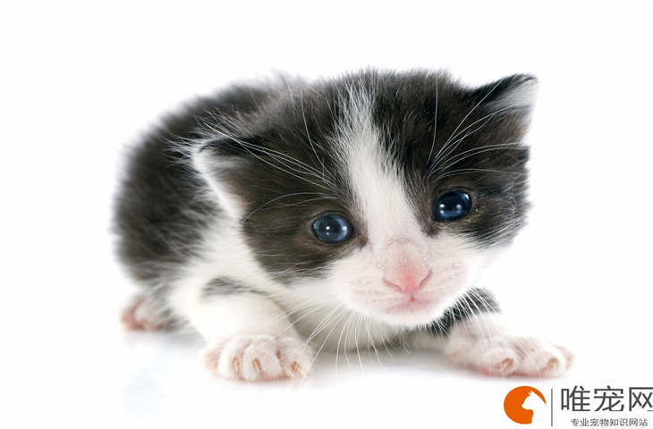 一晚上不在家猫咪会害怕吗 一晚上不在家猫咪会害怕吗