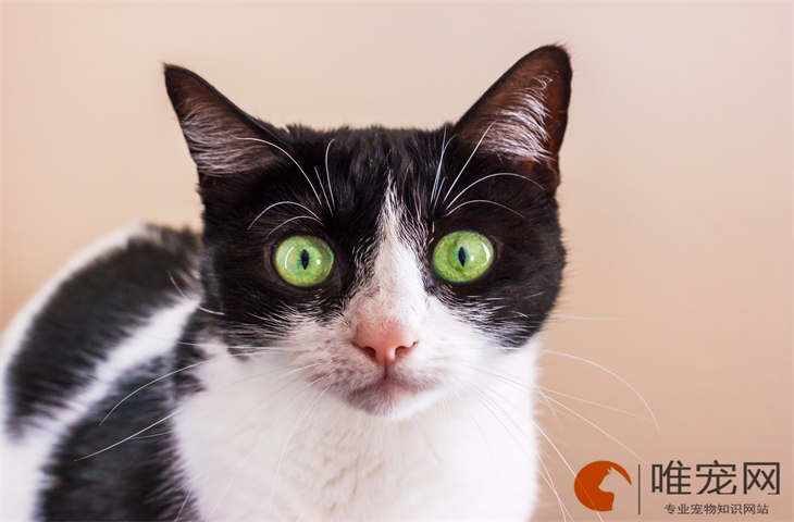 3个月的奶牛猫不吃食怎么办 什么原因引起的 3个月的奶牛猫不吃食怎么办 什么原因引起的