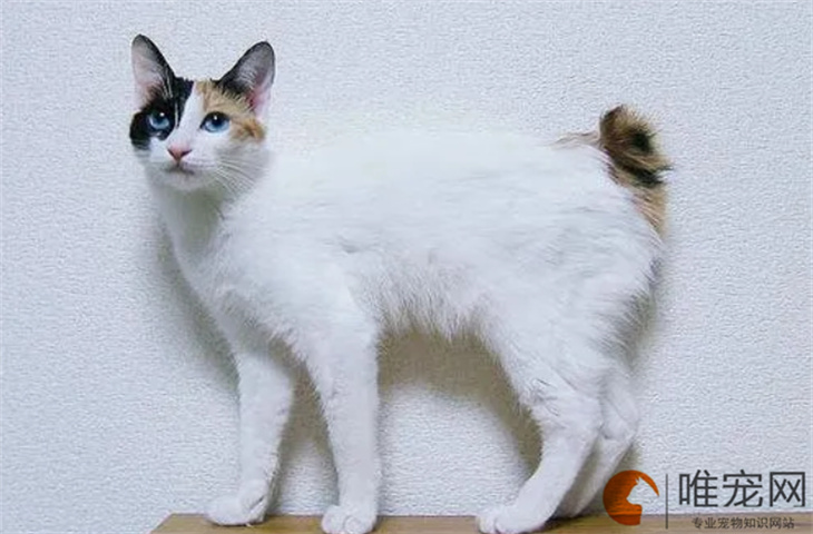 3个月的日本短尾猫不吃食怎么办 什么原因引起的 3个月的日本短尾猫不吃食怎么办 什么原因引起的