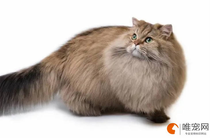 英国长毛猫最喜欢人摸它哪里