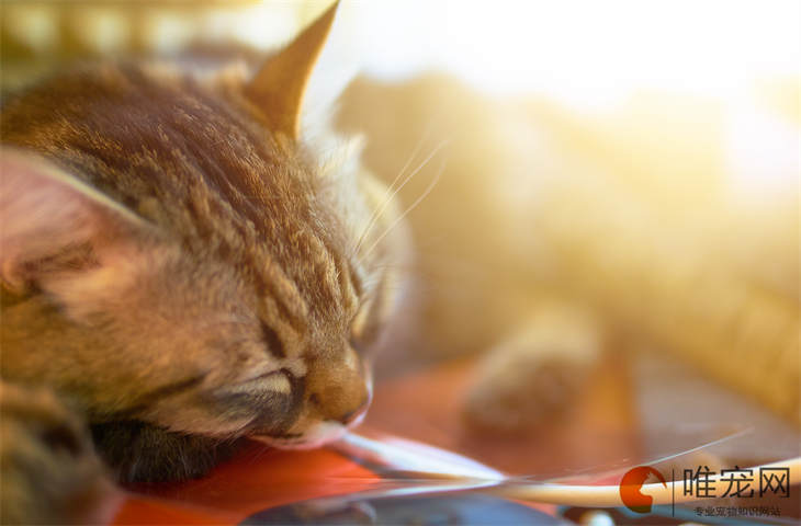 猫瘟好转的10个征兆 猫瘟好转的10个征兆
