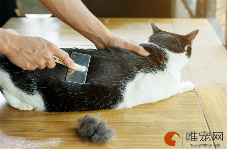 如何人工帮助猫咪解决生理需要 如何人工帮助猫咪解决生理需要