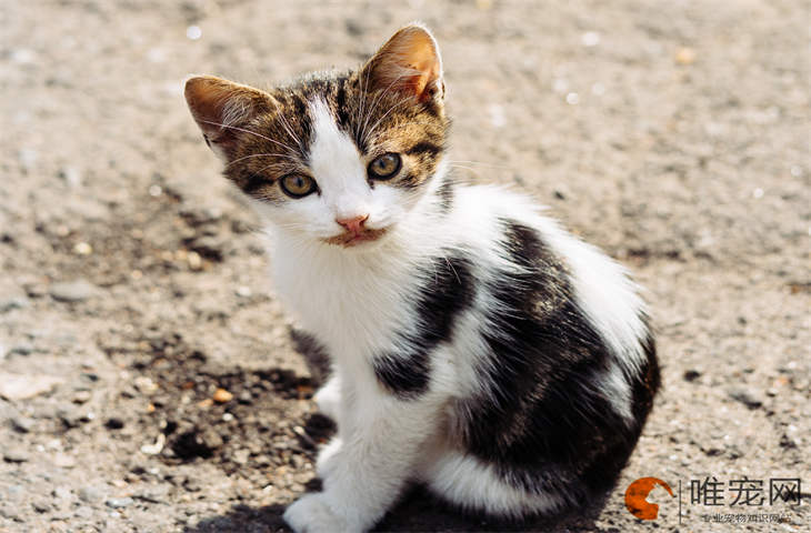 小猫非得和主人睡怎么办 自己睡会害怕吗 小猫非得和主人睡怎么办 自己睡会害怕吗