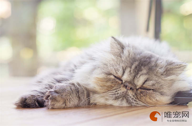 小猫要跟人一起睡觉怎么办 自己睡会害怕吗 小猫要跟人一起睡觉怎么办 自己睡会害怕吗