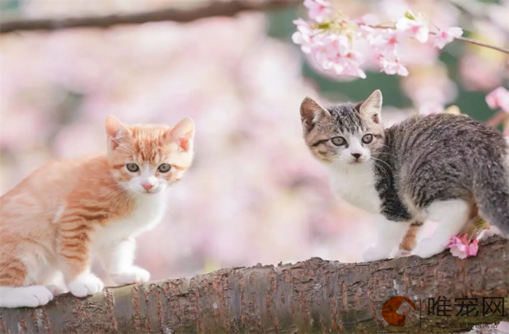 小猫喂养方法和注意事项 养多久认主人 小猫喂养方法和注意事项 养多久认主人