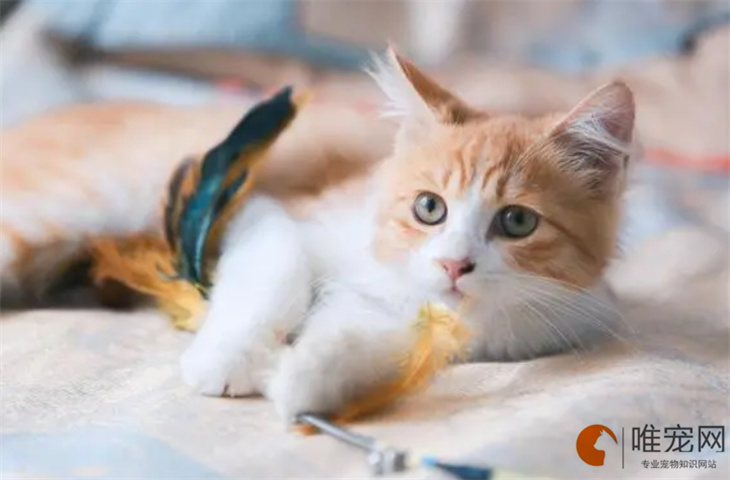 找猫团队用的什么设备 靠谱吗 找猫团队用的什么设备 靠谱吗