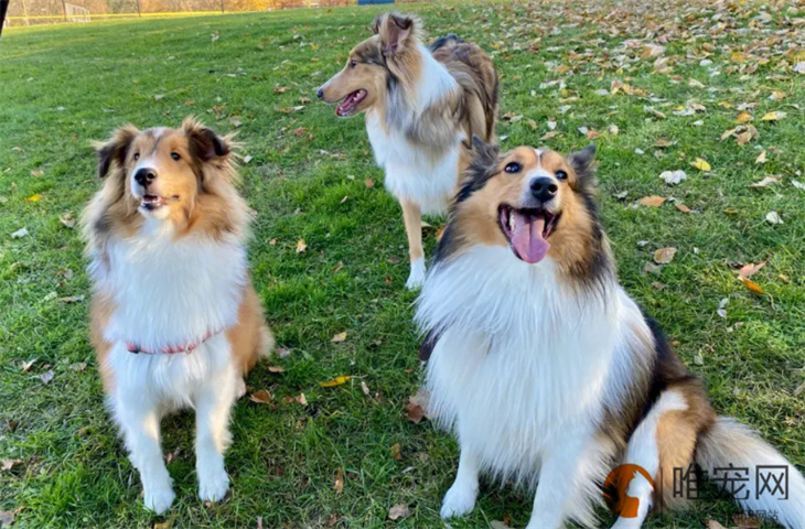 喜乐蒂牧羊犬4个月好养吗 喜乐蒂牧羊犬4个月好养吗