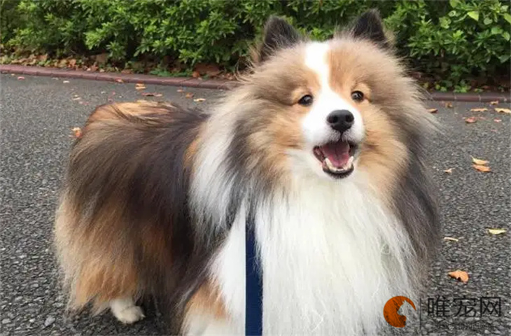 喜乐蒂牧羊犬5个月好养吗 喜乐蒂牧羊犬5个月好养吗
