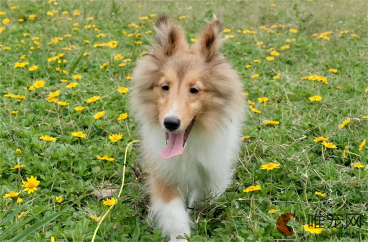 喜乐蒂牧羊犬6个月好养吗 喜乐蒂牧羊犬6个月好养吗