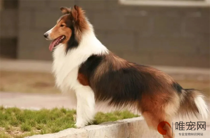 喜乐蒂牧羊犬15天好养吗 喜乐蒂牧羊犬15天好养吗