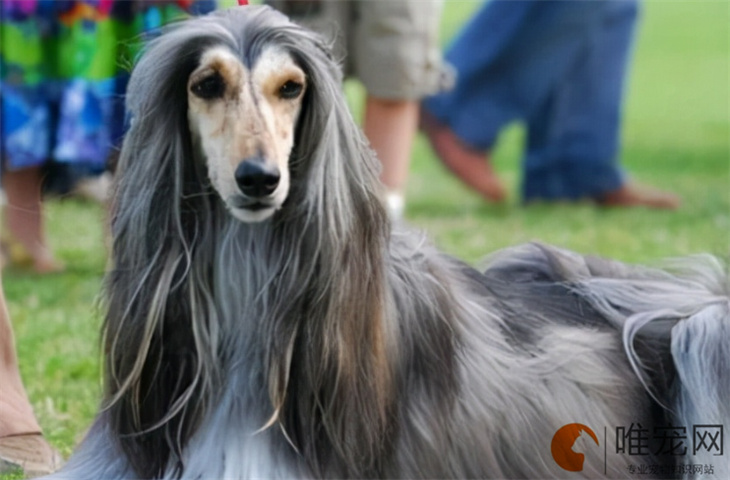 阿富汗猎犬20天好养吗 阿富汗猎犬20天好养吗