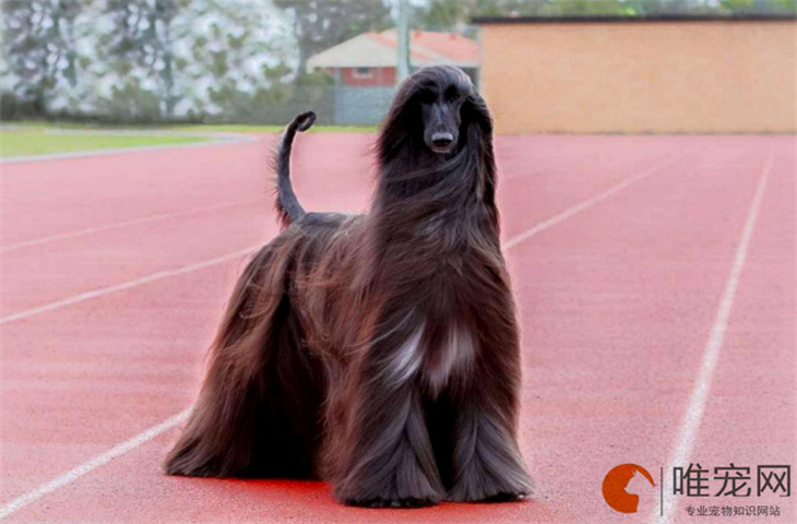 阿富汗猎犬最难养的阶段是什么时候 阿富汗猎犬最难养的阶段是什么时候